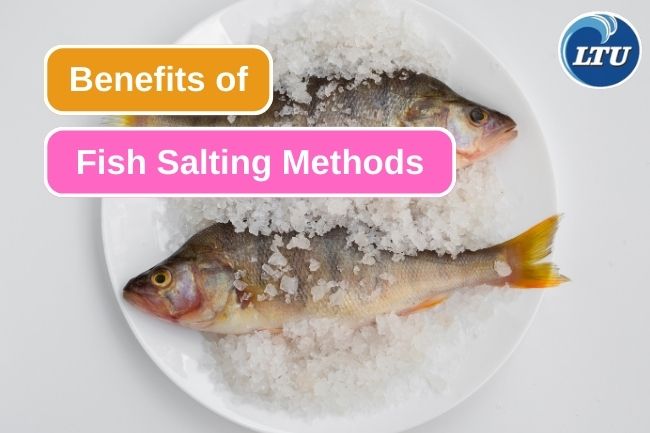 5 Reason Why Salting Is A Great Way To Preserve Fish